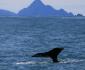 09 Baleine, Kenai Fjords NP