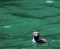 10 Horned Puffin, Kenai Fjords NP