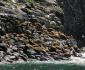 11 Armée de phoques, Kenai Fjords NP