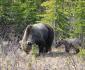 09 Grizzli et ses deux cubs